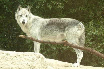 Mackenzie Tundra Wolf